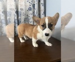 Small #44 Pembroke Welsh Corgi