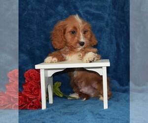 Cavapoo Puppy for sale in BARNESVILLE, KS, USA