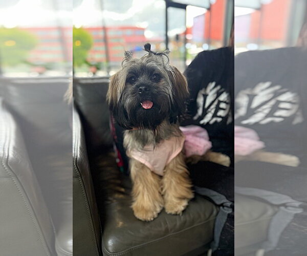 Medium Photo #1 Shih Tzu Puppy For Sale in Arlington, VA, USA