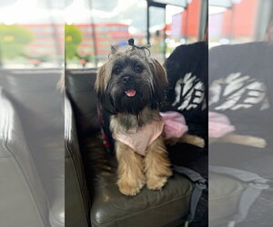 Shih Tzu Dogs for adoption in Arlington, VA, USA