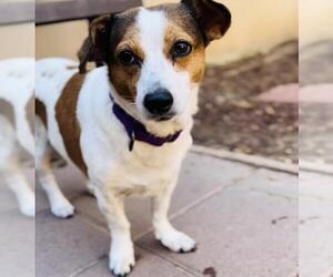 Dachshund-Unknown Mix Dogs for adoption in Santa Maria, CA, USA