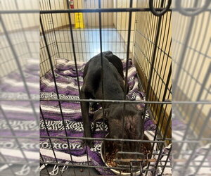 Mutt Dogs for adoption in Texas City, TX, USA