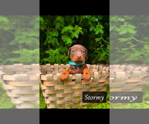 Medium Photo #1 Doberman Pinscher Puppy For Sale in THAYER, MO, USA