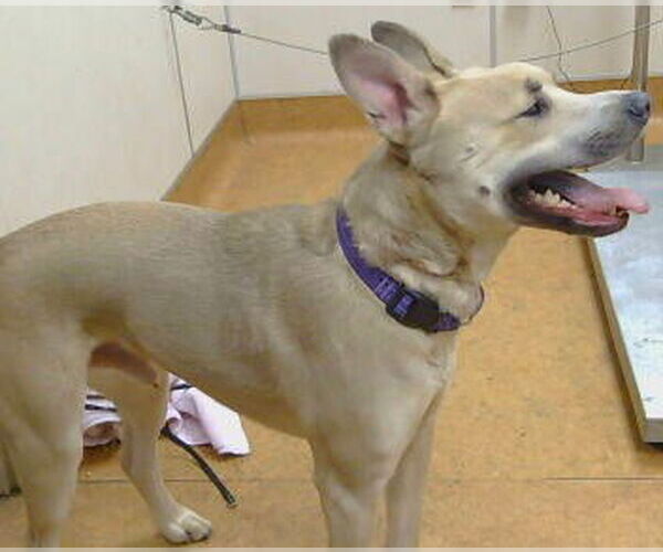 Medium Photo #1 Mutt Puppy For Sale in Sacramento, CA, USA