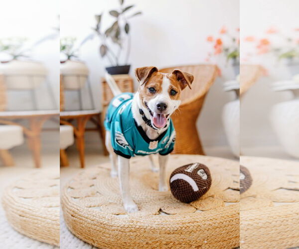 Medium Photo #36 Mutt Puppy For Sale in Philadelphia, PA, USA