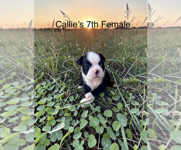 Medium Photo #1 Boston Terrier Puppy For Sale in EWING, KY, USA