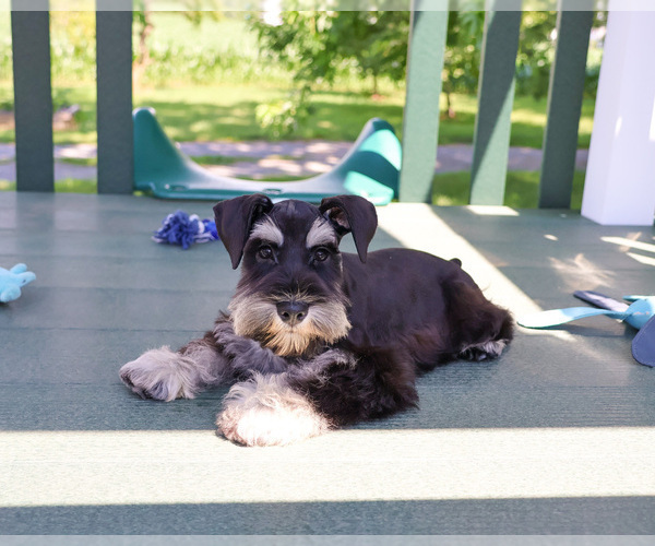 Medium Photo #7 Schnauzer (Miniature) Puppy For Sale in SYRACUSE, IN, USA