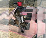 Small Labrador Retriever Mix
