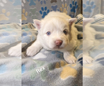 Small Photo #3 Pomsky Puppy For Sale in BLACKFOOT, ID, USA