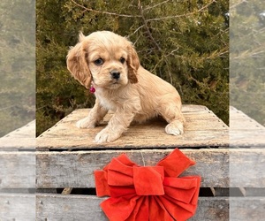 Cocker Spaniel Puppy for sale in MIDDLEBURY, IN, USA