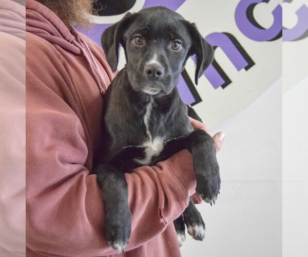 Medium Photo #3 German Shepherd Dog-Unknown Mix Puppy For Sale in Huntley, IL, USA