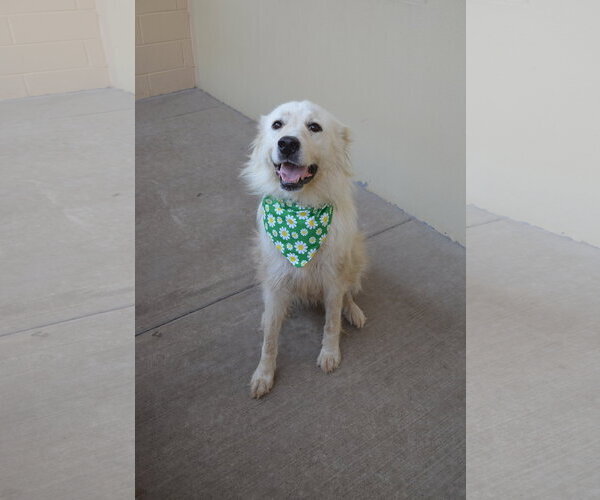 Medium Photo #1 Great Pyrenees-Unknown Mix Puppy For Sale in McKinney, TX, USA