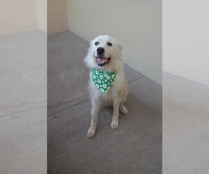 Great Pyrenees-Unknown Mix Dogs for adoption in McKinney, TX, USA