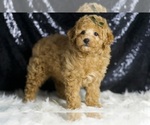 Small Photo #108 Poodle (Toy) Puppy For Sale in WARSAW, IN, USA