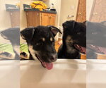 Small Photo #14 Shepradors Puppy For Sale in Princeton, MN, USA