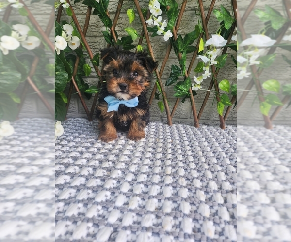 Medium Photo #6 Morkie-Yorkshire Terrier Mix Puppy For Sale in INDIANAPOLIS, IN, USA
