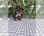 Small #5 Morkie-Yorkshire Terrier Mix