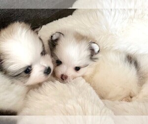Pomeranian Puppy for sale in LISLE, IL, USA