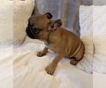 Small Photo #6 French Bulldog Puppy For Sale in JOHNS ISLAND, SC, USA