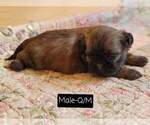 Small Photo #6 Shih Tzu Puppy For Sale in MANES, MO, USA