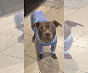 Beatrix - Female American Staffordshire Terrier Dog for Adoption - Photo #18