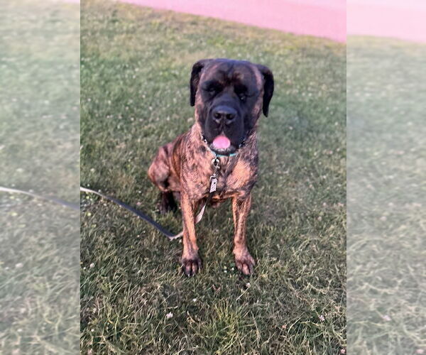 Medium Photo #4 Mastiff-Unknown Mix Puppy For Sale in Pacifica, CA, USA