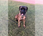 Small #3 Mastiff Mix
