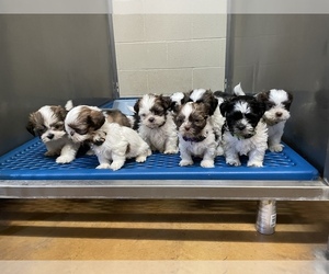 Shih Tzu Puppy for sale in VISALIA, CA, USA