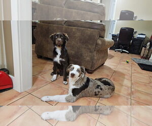 Australian Shepherd Dogs for adoption in Dallas, TX, USA