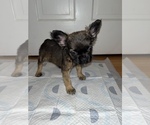 Small Photo #1 French Bulldog Puppy For Sale in FAYETTEVILLE, NC, USA