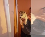 Small Photo #4 Siberian Husky Puppy For Sale in MESA, AZ, USA