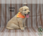 Small #2 Golden Labrador