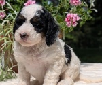 Small #4 Miniature Bernedoodle