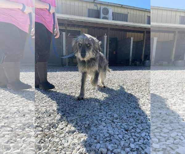 Medium Photo #5 Bearded Collie-Unknown Mix Puppy For Sale in Westwood, NJ, USA