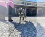 Small #4 Bearded Collie Mix