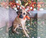 Small Photo #2 German Shepherd Dog Puppy For Sale in Oklahoma City, OK, USA