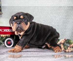 Medium Victorian Bulldog