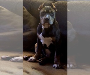 American Bully Puppy for sale in BARBERTON, OH, USA