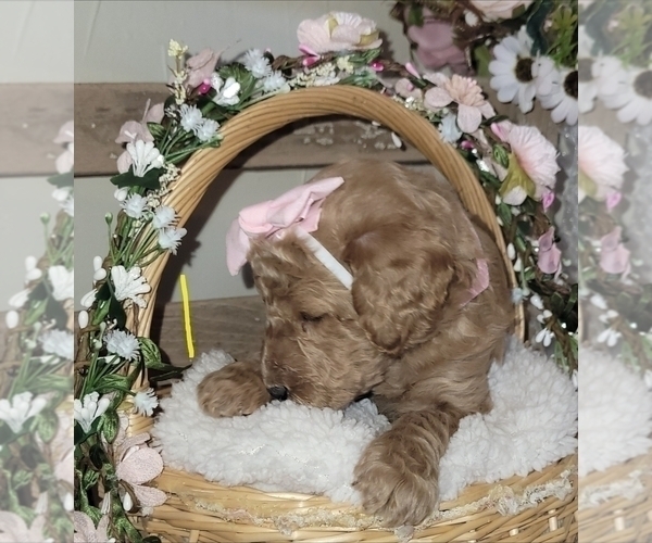 Medium Photo #3 Goldendoodle mix (+ Poodle Standard) Puppy For Sale in JACKSBORO, TX, USA