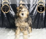 Small Photo #41 Goldendoodle (Miniature) Puppy For Sale in WARSAW, IN, USA