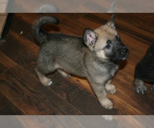 Medium Photo #5 Akita-German Shepherd Dog Mix Puppy For Sale in MOODUS, CT, USA