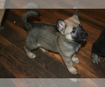 Small Photo #5 Akita-German Shepherd Dog Mix Puppy For Sale in MOODUS, CT, USA