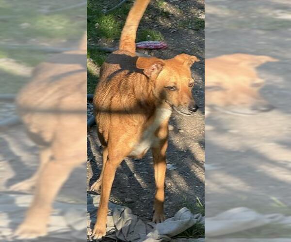 Medium Photo #1 Mutt Puppy For Sale in San Antonio, TX, USA