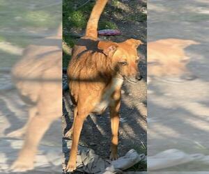 Mutt Dogs for adoption in San Antonio, TX, USA