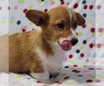 Small Photo #2 Pembroke Welsh Corgi Puppy For Sale in NEWAYGO, MI, USA