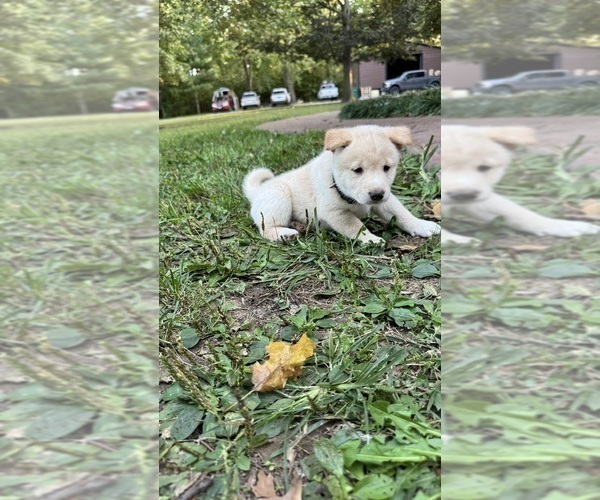 Medium Photo #31 Shiba Inu Puppy For Sale in NEW ATHENS, IL, USA