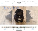 Small Photo #1 ShiChi Puppy For Sale in FORTSON, GA, USA