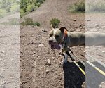 Small #6 American Staffordshire Terrier Mix