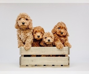 Goldendoodle (Miniature) Puppy for Sale in HALTOM CITY, Texas USA