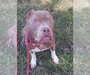 American Staffordshire Terrier Dogs for adoption in Fort Lauderdale, FL, USA